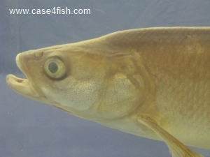 Foto Galerie/Cypriniformes/Cyprinidae/Leuciscus aspius/Leuciscus aspius_06_S.jpg